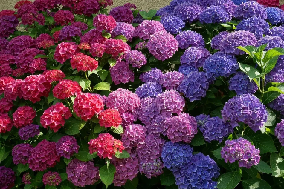 Hungaroplant